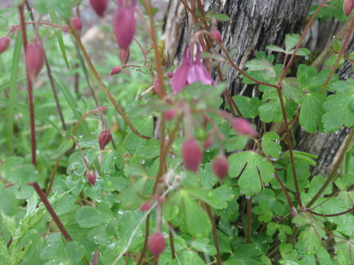 Aquilegia yabeana, photograph 3
