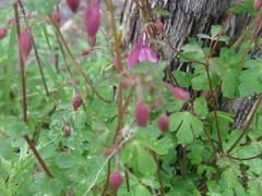 author not stated, no rights reserved Aquilegia yabeana, photograph author not stated, no rights reserved