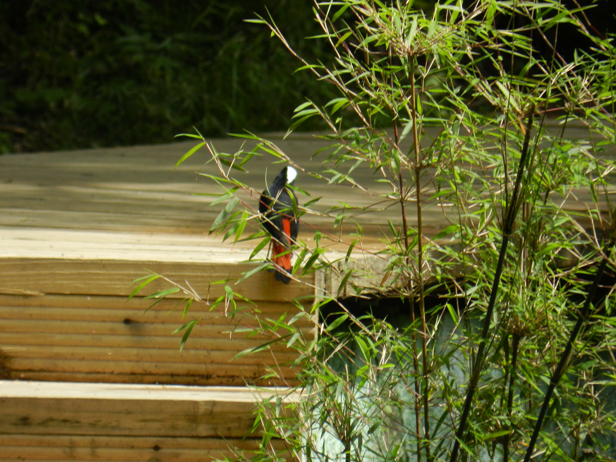 White-capped Redstart