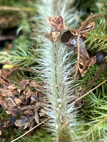 Dryopteris rubiginosa