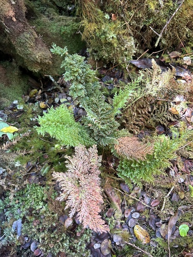 Callistopteris baldwinii observed 2024-09-12