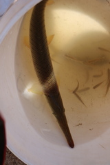 Lepisosteus platostomus