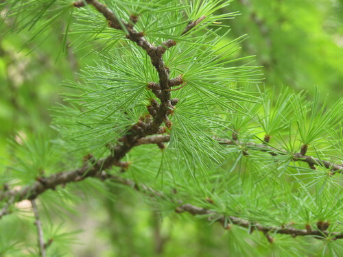 Masters's larch (Larix mastersiana)