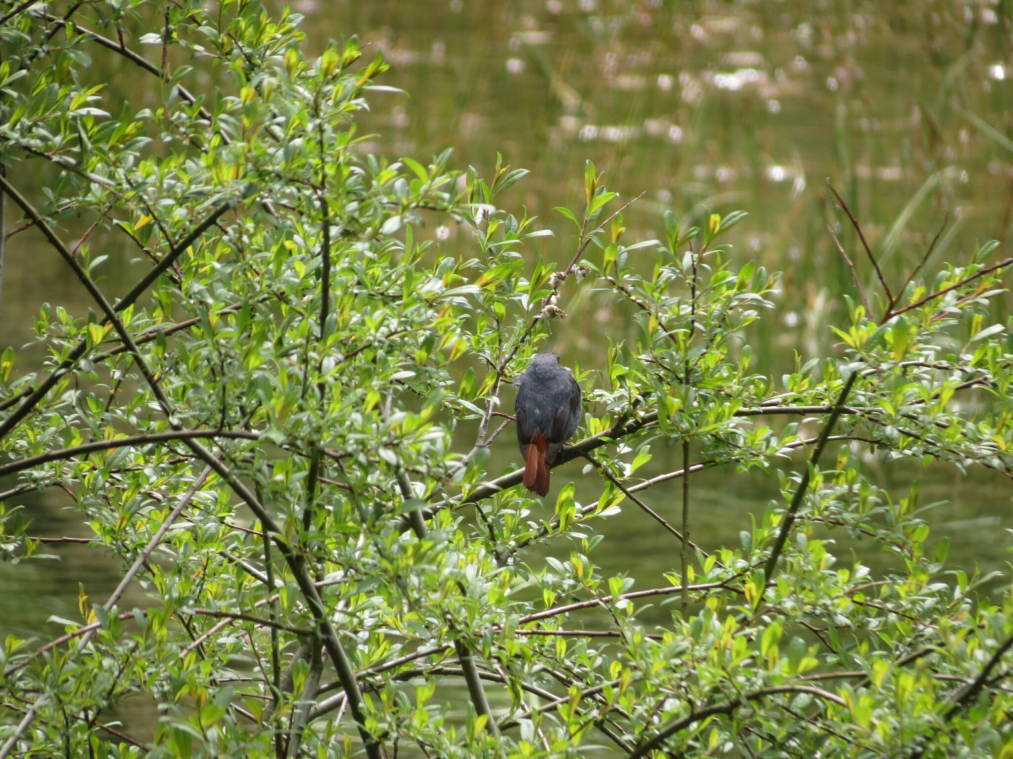 Plumbeous Water Redstart