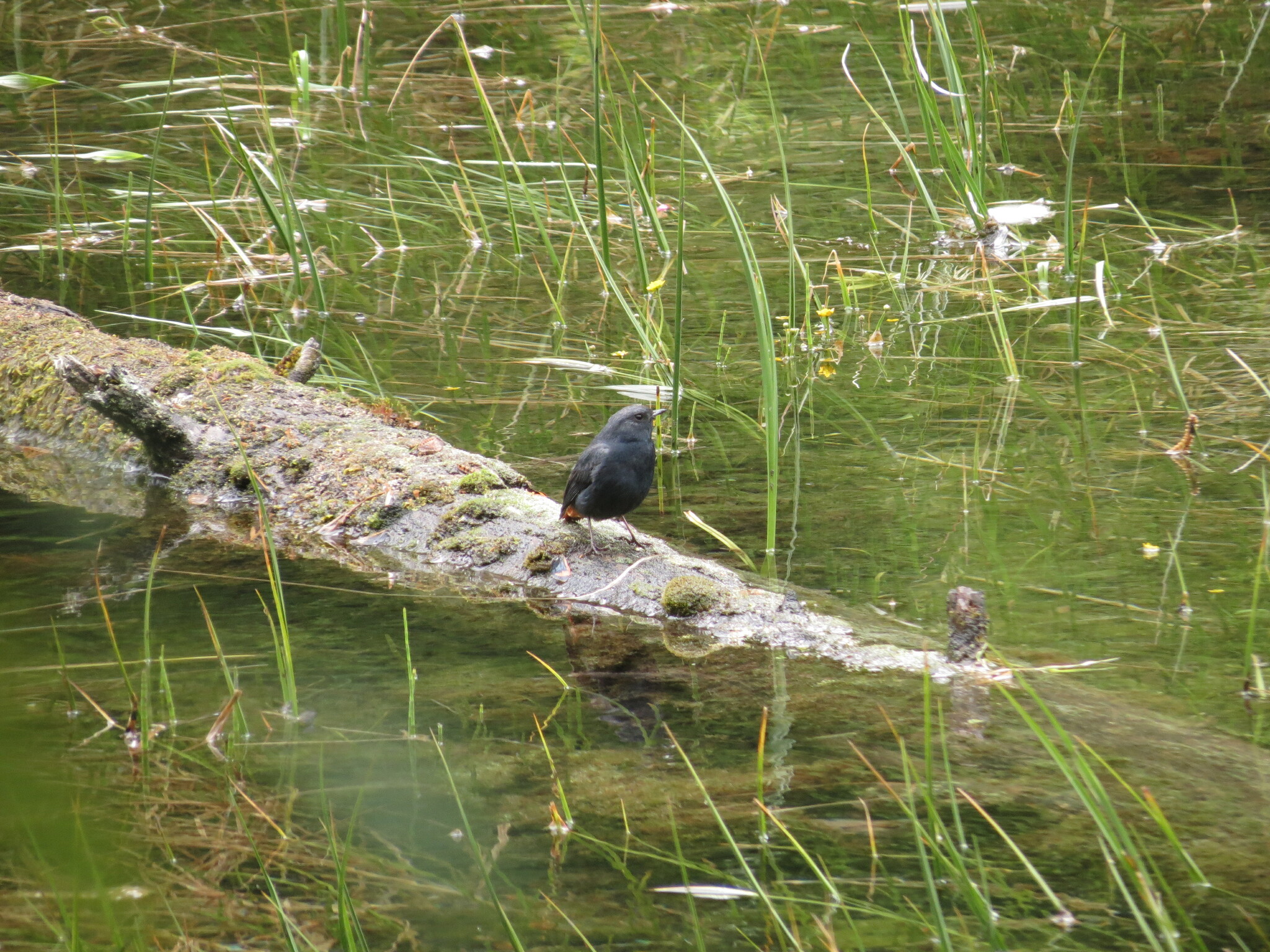 Plumbeous Water Redstart