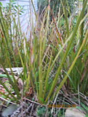 Libertia peregrinans