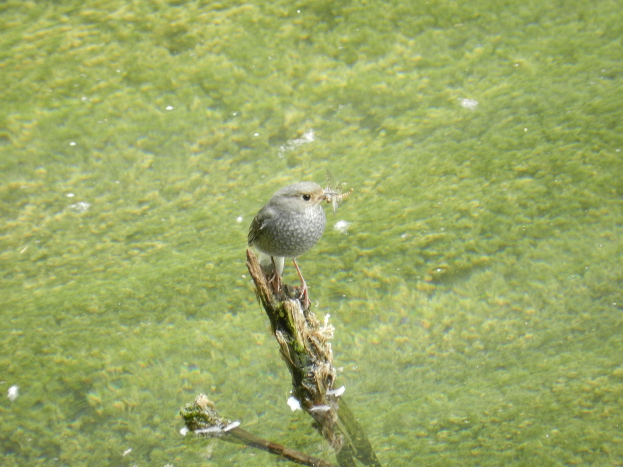 Plumbeous Water Redstart