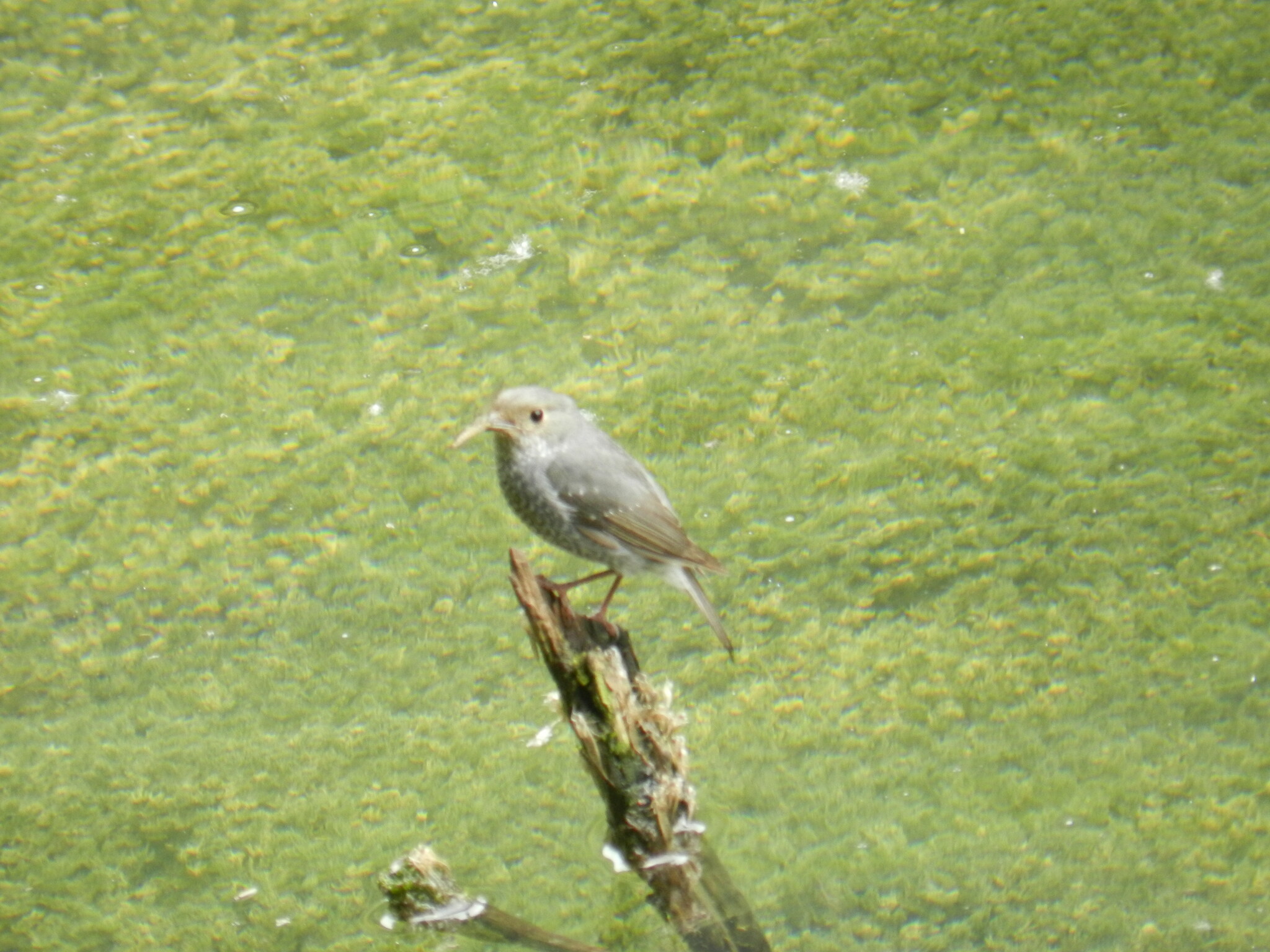 Plumbeous Water Redstart