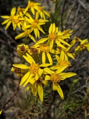 Senecio blochmaniae