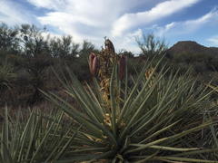 Yucca baccata baccata