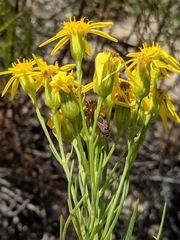 Senecio blochmaniae