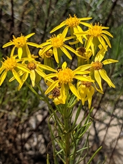 Senecio blochmaniae