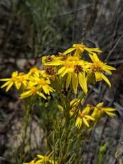 Senecio blochmaniae