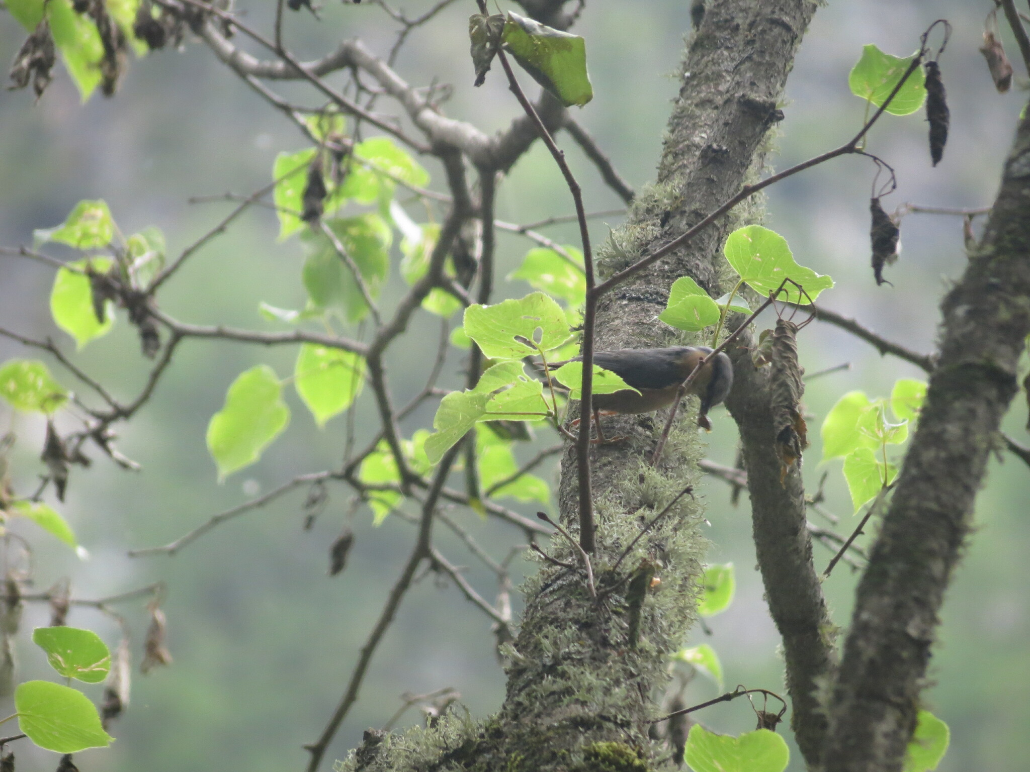 Eurasian Nuthatch