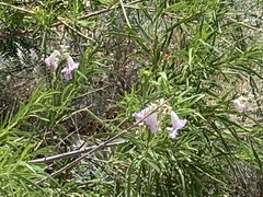 Chilopsis linearis arcuata