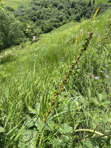 Image of Çiriş (Eremurus spectabilis) by (c) Илья Руденко, some rights reserved (CC BY)
