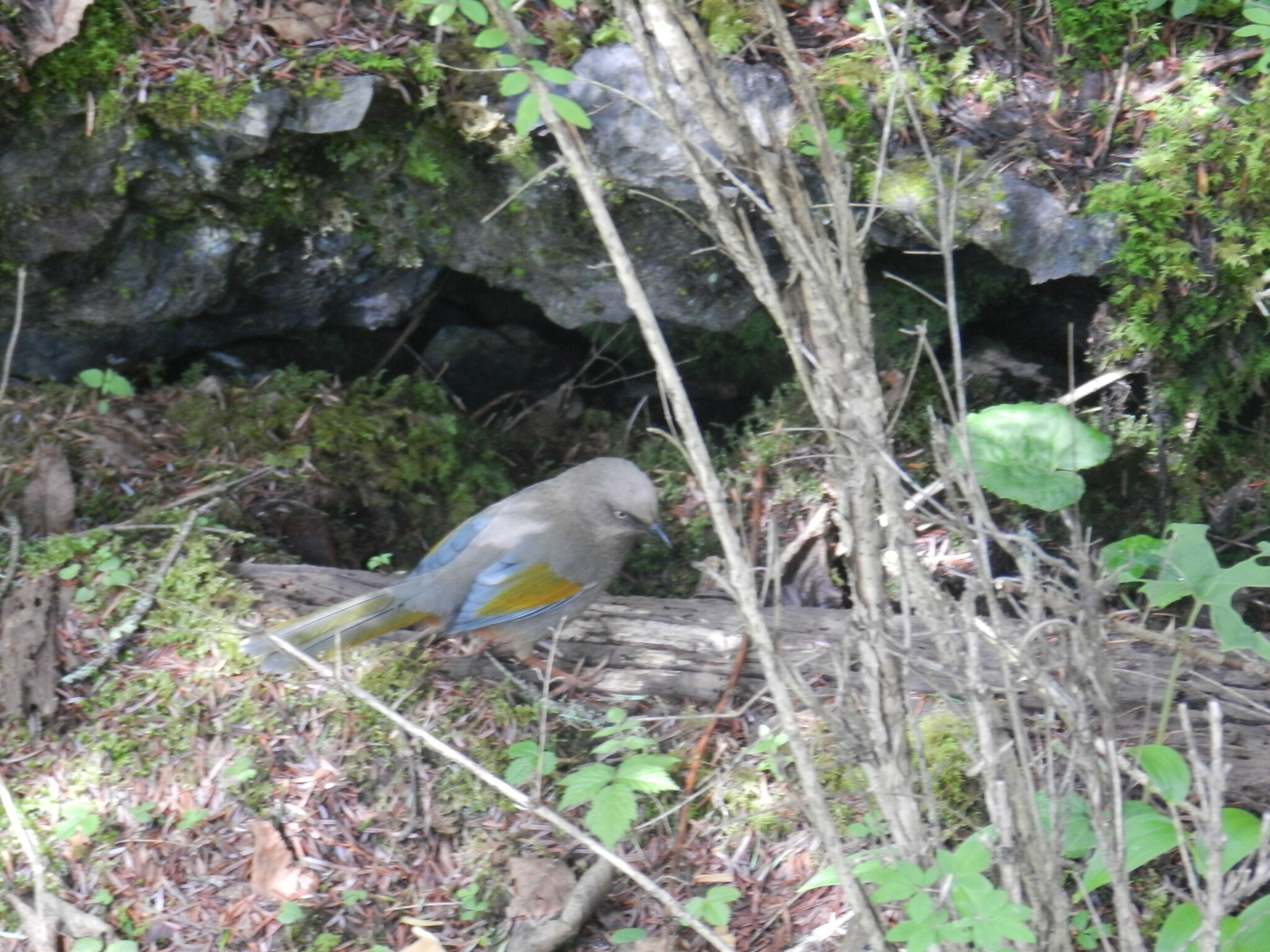Elliot's Laughingthrush