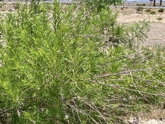 Chilopsis linearis arcuata