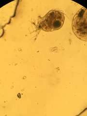 Streblocerus serricaudatus