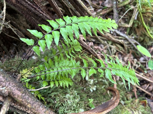 Asplenium contiguum observed 2024-09-11