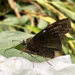 Astraptes apastus