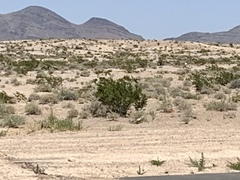 Larrea tridentata