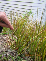 Libertia peregrinans