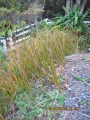 Libertia peregrinans