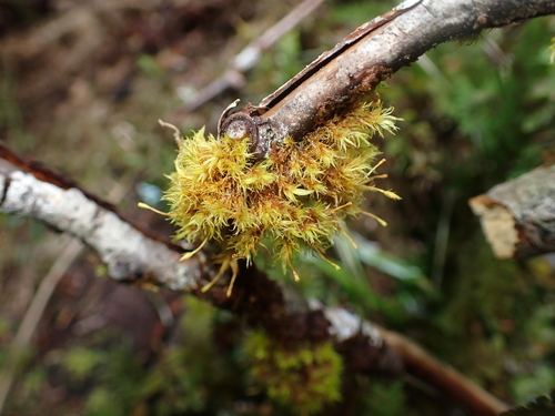 Image of Ulota obtusiuscula by no rights reserved