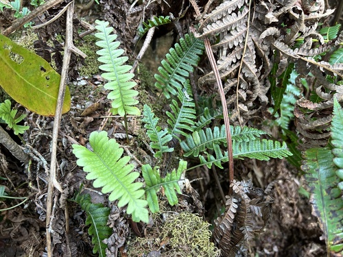 Polypodium pellucidum observed 2024-09-11