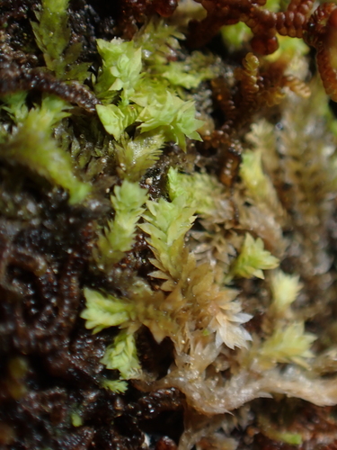 Image of Douinia ovata by no rights reserved