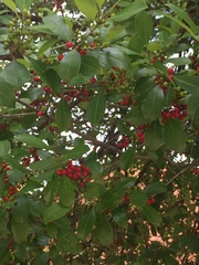 Ilex opaca