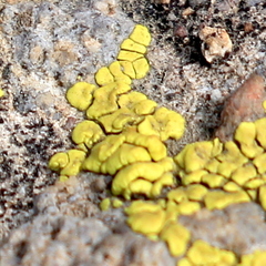 Acarospora robiniae