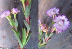Ruschia geminiflora