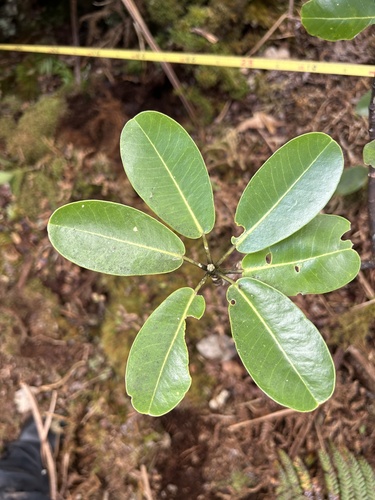 Melicope clusiifolia observed 2024-09-11