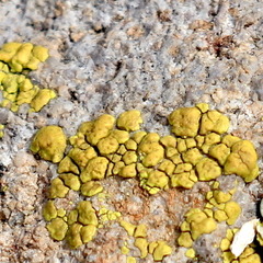 Acarospora robiniae