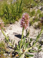 Echiostachys ecklonianus