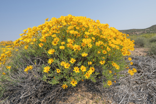 Stinksheep Boneseed (Osteospermum oppositifolium)