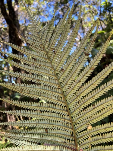 Sadleria cyatheoides observed 2024-09-11