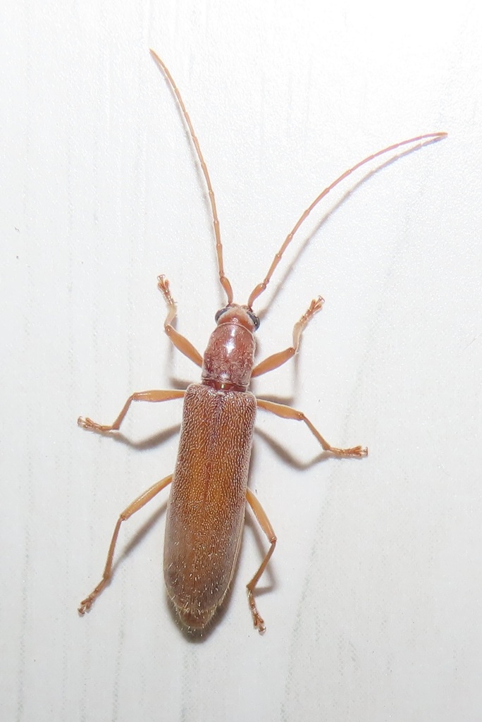 Sternangustum