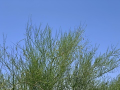 Parkinsonia florida