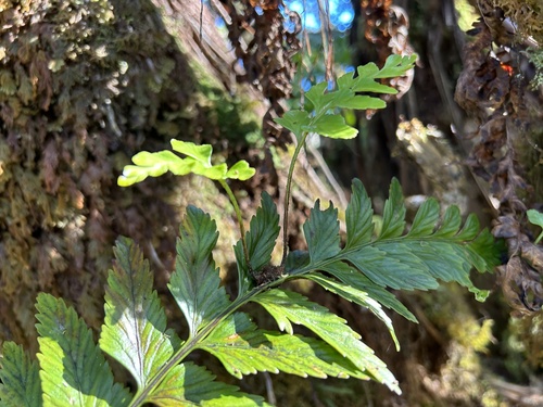Asplenium lobulatum observed 2024-09-11