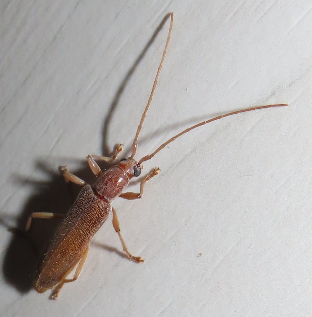 Callidiopini