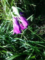 Gladiolus palustris