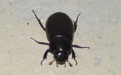 Dyscinetus laevipunctatus