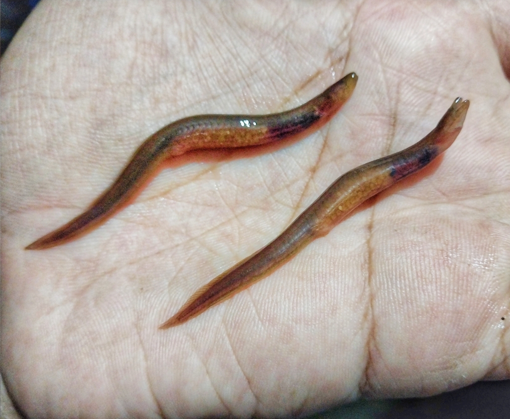 Hillstream Spineless Eel