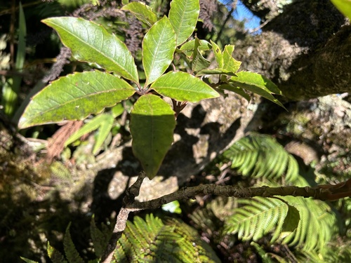 Cheirodendron trigynum observed 2024-09-11