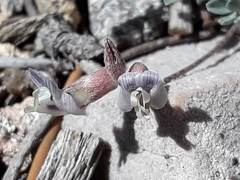 Astragalus calycosus calycosus