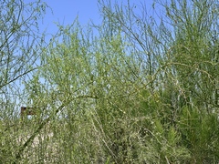 Parkinsonia florida