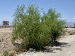 Parkinsonia florida